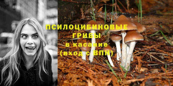 ГАЛЛЮЦИНОГЕННЫЕ ГРИБЫ Абаза